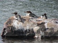 Mergansers